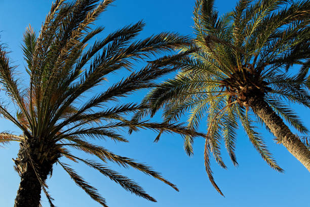 istock Beach on Tenerife, Canary, Spain, Europe 641366250