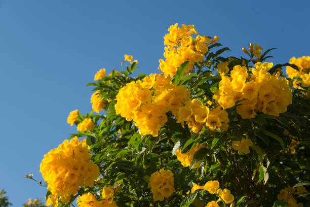 istock Yellow flowers against blue sky 641366420