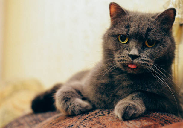 istock Fussy cat is looking and showing its tongue 641367432