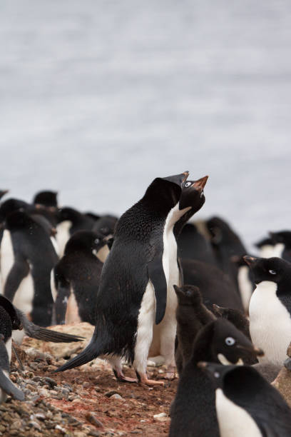 istock Adelie penguin with chick - Brown Bluff colony 641370684