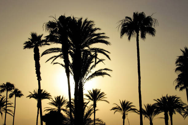 istock Beach on Tenerife, Canary, Spain, Europe 641372446