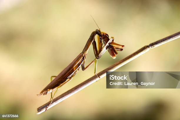 Foto de Bichopau e mais fotos de stock de Bicho-Pau - Bicho-Pau, Efeito de Zoom, Fotografia - Imagem