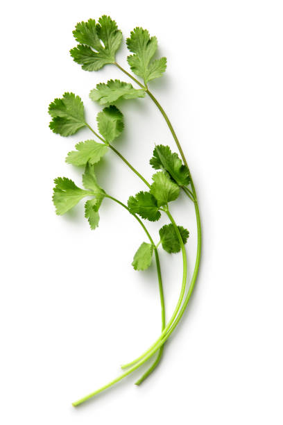 Hierbas frescas : Cilantro aislado sobre fondo blanco - foto de stock