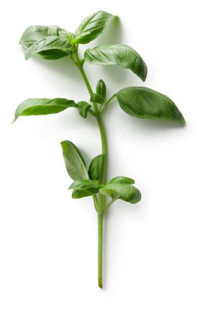 frischen kräutern: basilikum - blatt pflanzenbestandteile fotos stock-fotos und bilder