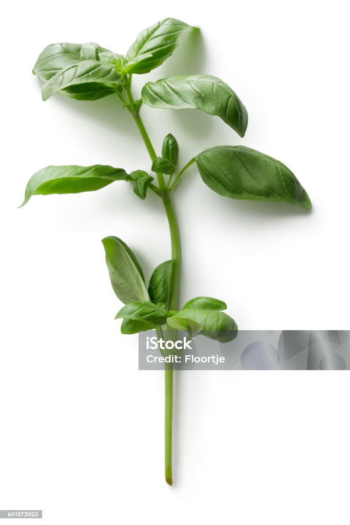 Herbes fraîches: Basilic - Photo de Basilic libre de droits