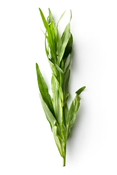 Fresh Herbs: Tarragon Isolated on White Background Fresh Herbs: Tarragon Isolated on White Background tarragon stock pictures, royalty-free photos & images