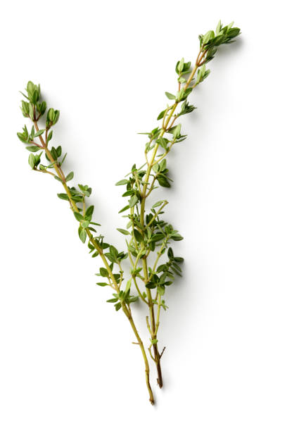 hierbas frescas: tomillo, aislado sobre fondo blanco - thyme fotografías e imágenes de stock