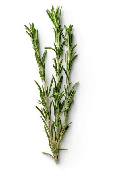 istock Fresh Herbs: Rosemary Isolated on White Background 641373770