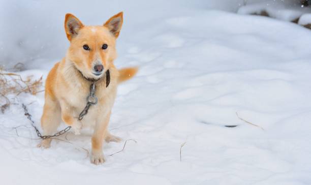 istock Guard dog in the snow 641374610