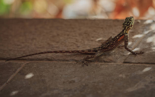 istock one lizard between rocks in the South African mountains 641374860