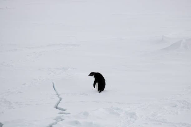 istock Adelie penguin looking at crack in the ice 641375260