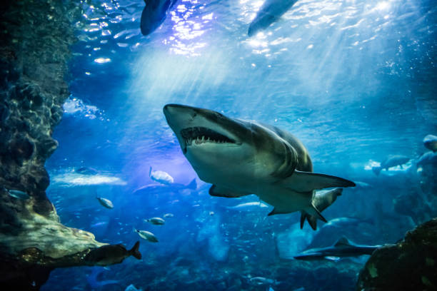 closeup de assustador grande tubarão nadando com outros peixes - foto de acervo