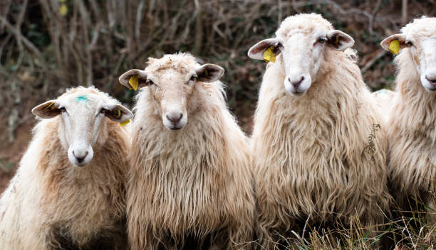 istock four French sheep with long wool watching at the camera 641376320