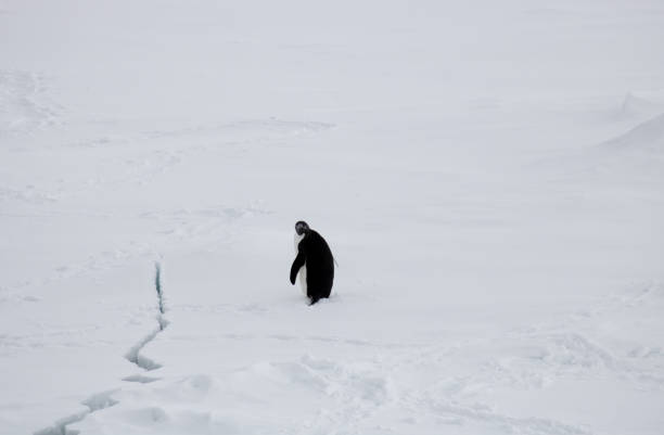 istock Adelie penguin with crack in the ice 641376374