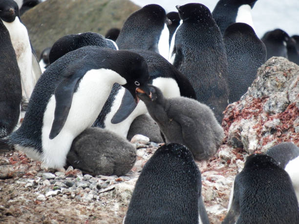 istock Adelie penguin with chick - Brown Bluff colony 641376778