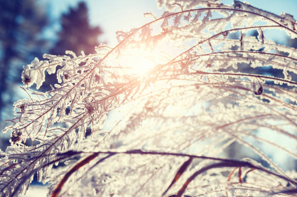istock Plants with hoarfrost in winter forest at sunset. 641377190