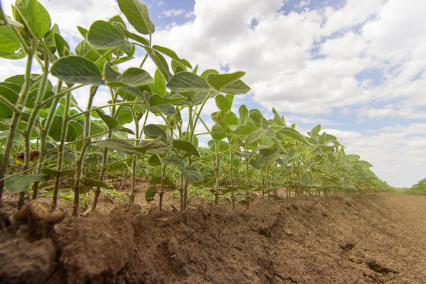 Soybean fields rows in summer season. Rows of young soybean Closeup