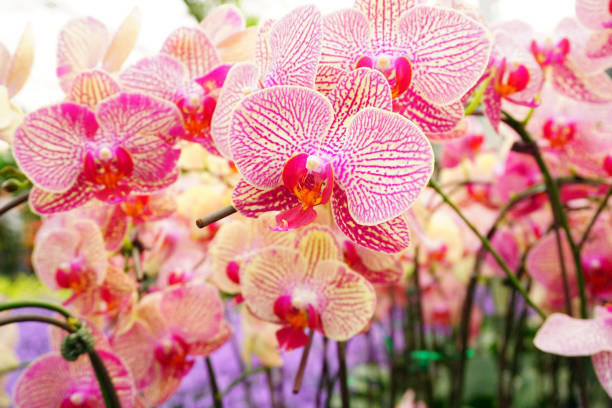hybrid Orchid flower bloom with soft focus and blur background