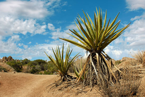 istock Joshua Tree National Park, Mojave Desert, California 641377404