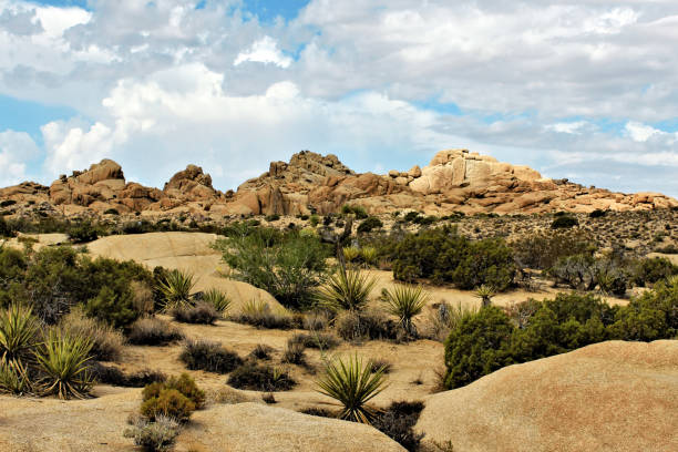 istock Joshua Tree National Park, Mojave Desert, California 641377930