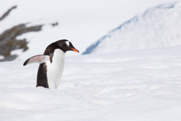 istock Gentoo penguin, Antarctic peninsula 641378026