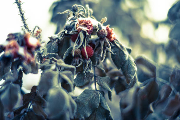 Ice storm in Moscow.  Frozen water droplets on branches. Beautiful background.  Shallow depth of field.  Icicles on red berries briars.