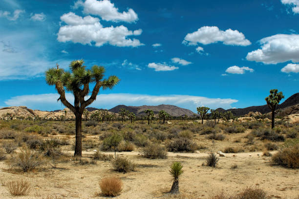 istock Joshua Tree National Park, Mojave Desert, California 641379928