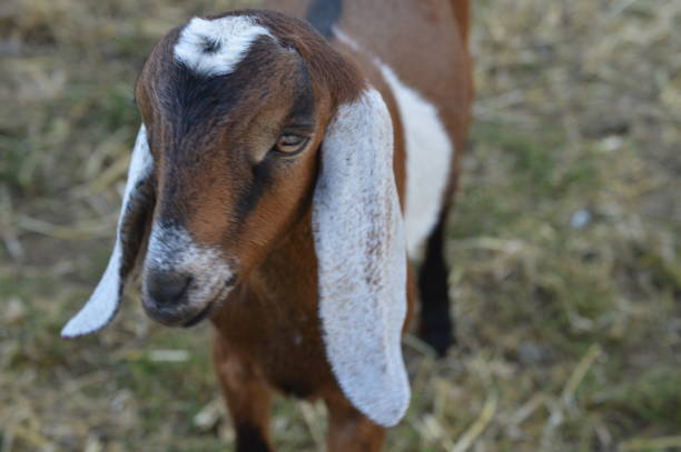 istock Nubian Male Kid Goat Standing in Field 641380586