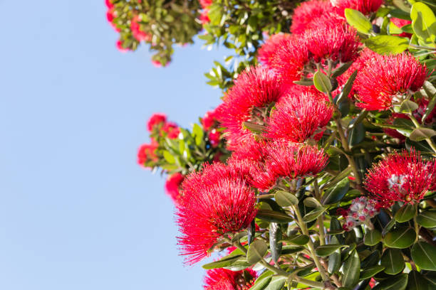 istock red Pohutukawa tree flowers 641381710