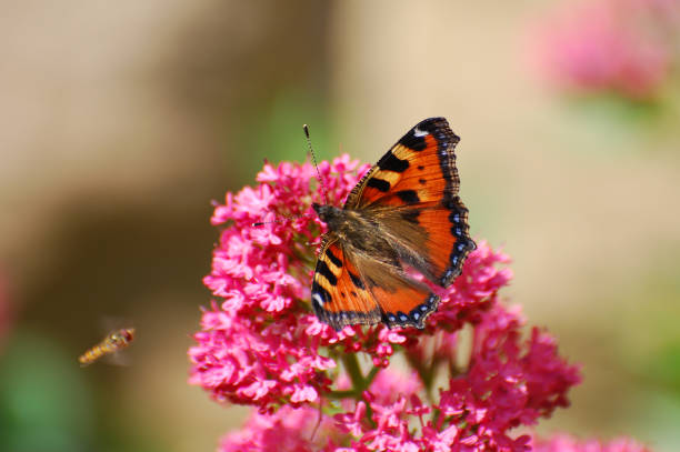 istock Butterfly on pink flowers 641381914