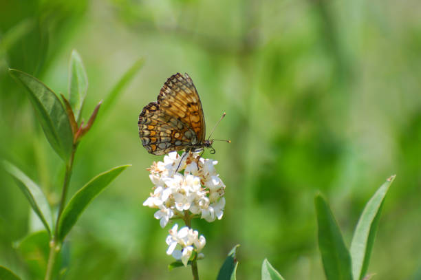 The heath fritillary (Melitaea athalia)Collecting nectar, Butterfly feeding in natural habitat