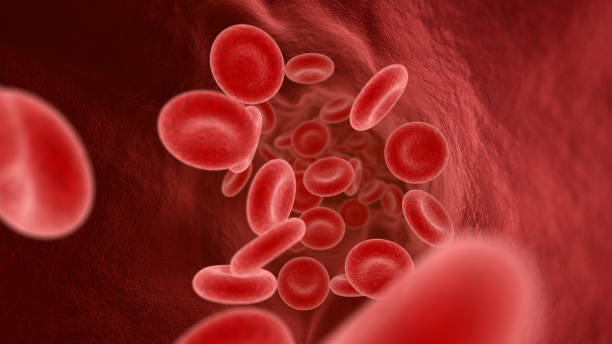 Blood cells in the vein vector art illustration