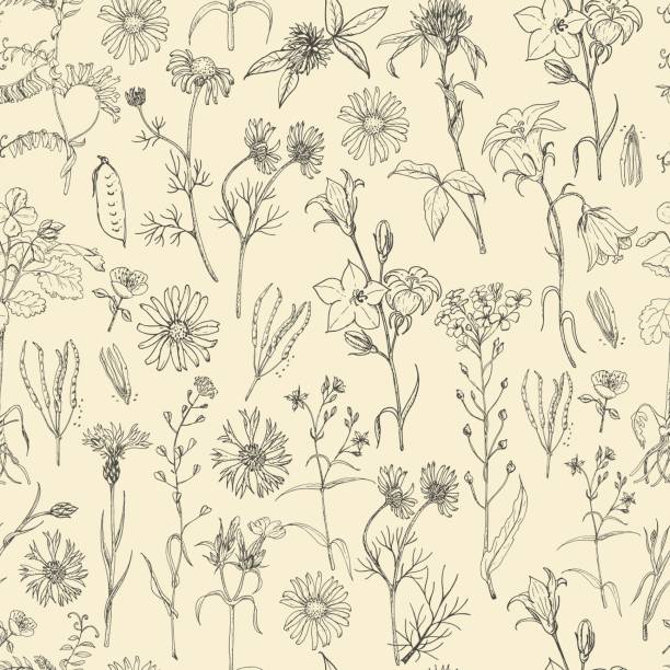 Flower Shell Pattern 60+ Shell Flower Stock Illustrations, Royalty-Free Vector Graphics ...