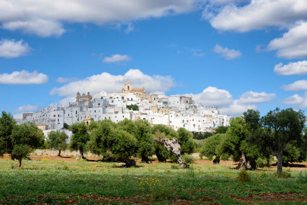 Puglia cidade branca Ostuni com pomar de oliveira - foto de acervo