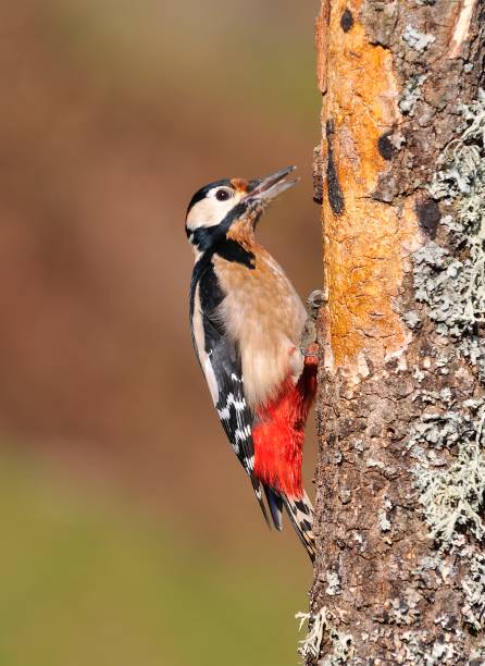 istock Great spotted woodpecker perched on a log. 641391564