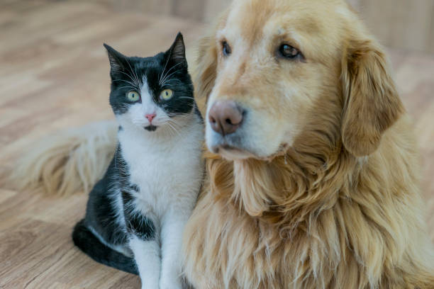 64 Unlikely Animal Friends Stock Photos, Pictures & Royalty-Free Images - iStock | Odd couple, Interspecies, Heart 64 Unlikely Animal Friends Stock Photos, Pictures & Royalty-Free Images - iStock | Odd couple, Interspecies, Heart