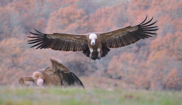 istock Griffon vulture landing on the meadow. 641392256