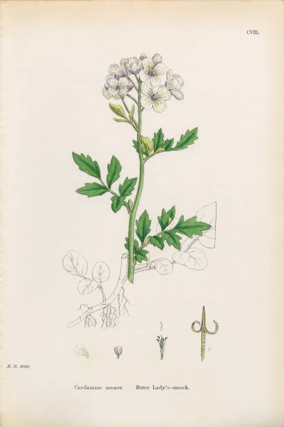 Bitter Lady’s Smock, Cardamine Amara, Victorian Botanical Illustration, 1863 Very Rare, Beautifully Illustrated Antique Engraved and Hand Colored Victorian Botanical Illustration of Bitter Lady’s Smock,Cardamine Amara, 1863 Plants. Plate 108, Published in 1863. Source: Original edition from my own archives. Copyright has expired on this artwork. Digitally restored. cardamine amara stock illustrations