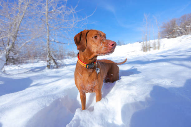 A young Hungarian Vizsla relaxes on a red couch, basking in the sunlit warmth, creating an adorable and cozy indoor scene as the furry canine companion enjoys a comfortable spot for relaxation and contentment.