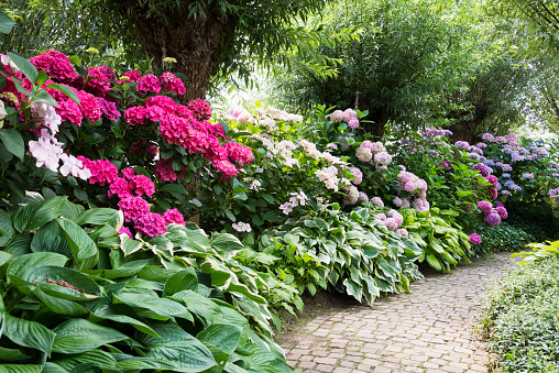 english garden full of flowering plants as azalea and rhododendrons