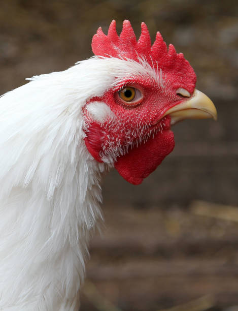istock Portrait of white rooster 641395720