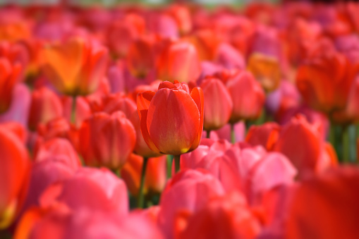 Tulips  are a genus of spring-blooming perennial herbaceous bulbiferous geophytes . The flowers are usually large, showy and brightly colored, generally red, pink, yellow, or white.