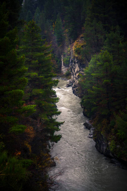 Pine lined shores of the Shotover canyon