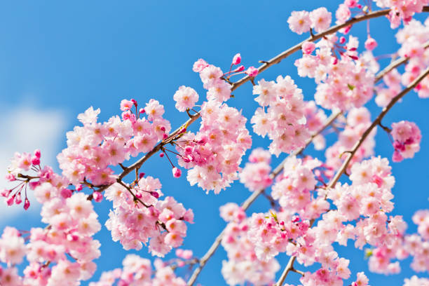 istock Pink Cherry Blossom Against Clear Blue Sky 641398946