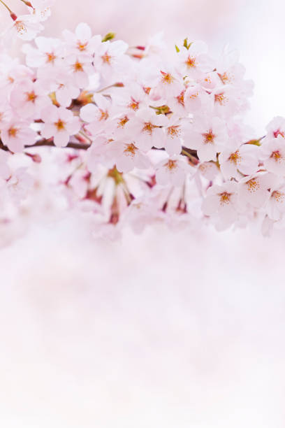 istock Fresh Pink Cherry Blossom With Copy Space in Spring 641398984