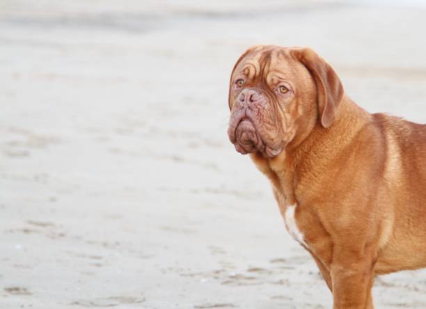 istock dog de bordeaux  on beach 641399176