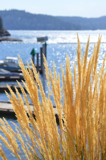 istock Dry Grass with Mountains and River 641399930
