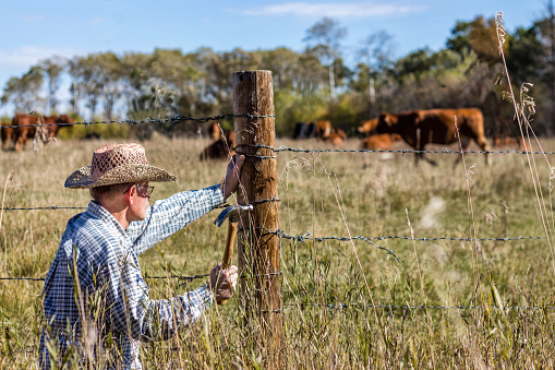 horizontal image in a rural setting of a farmer crouched down to fix his barb wire fence with cows grazing in the background on a warm summer day