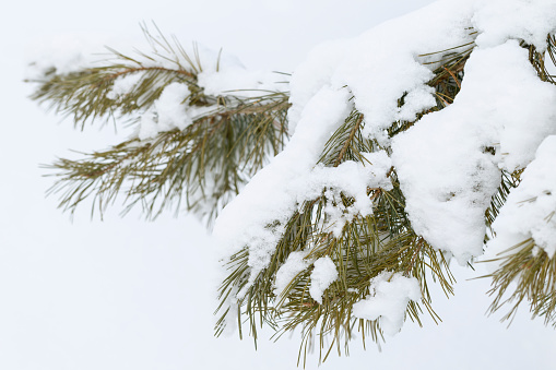Close up of snow covered branches and needles on a Pine tree in winter.