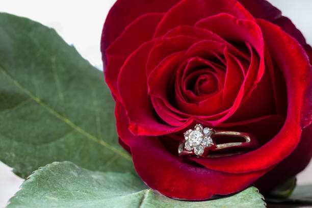 istock big red rose with a ring set in petal. 641403414